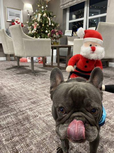 Ralph the Therapy Dog Spreads Joy at Brook Lodge