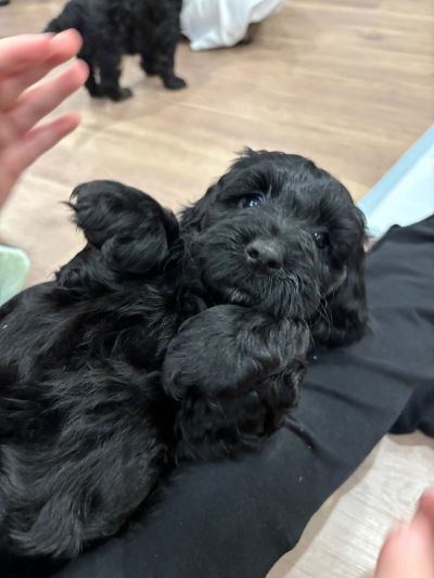 Puppies Bring Joy to Waterhouse Manor Residents